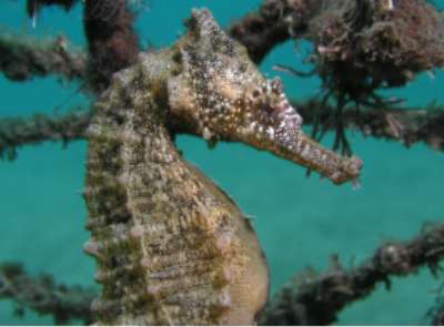 White's sea horse